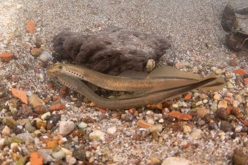 Po brook lamprey (Lethenteron zanandreai) — Petromyzontidae