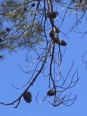 Pinus leiophylla