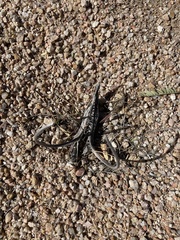 Proboscidea parviflora