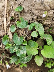 Viola arcuata