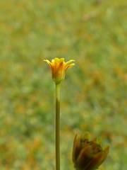 Chrysanthellum indicum