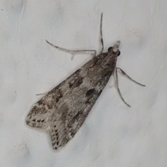 Eudonia angustea