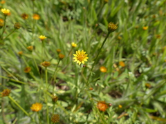 Chrysanthellum indicum