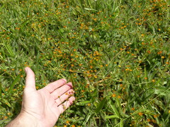 Chrysanthellum indicum