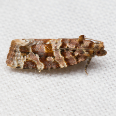 Argyrotaenia tabulana