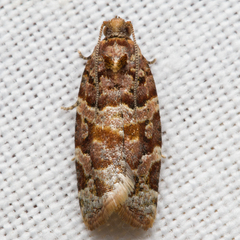 Argyrotaenia tabulana
