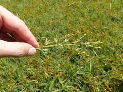 Chrysanthellum indicum