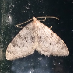 Nebula ibericata