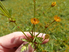 Chrysanthellum indicum