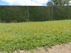 Chrysanthellum indicum