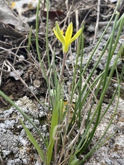 Gagea chlorantha
