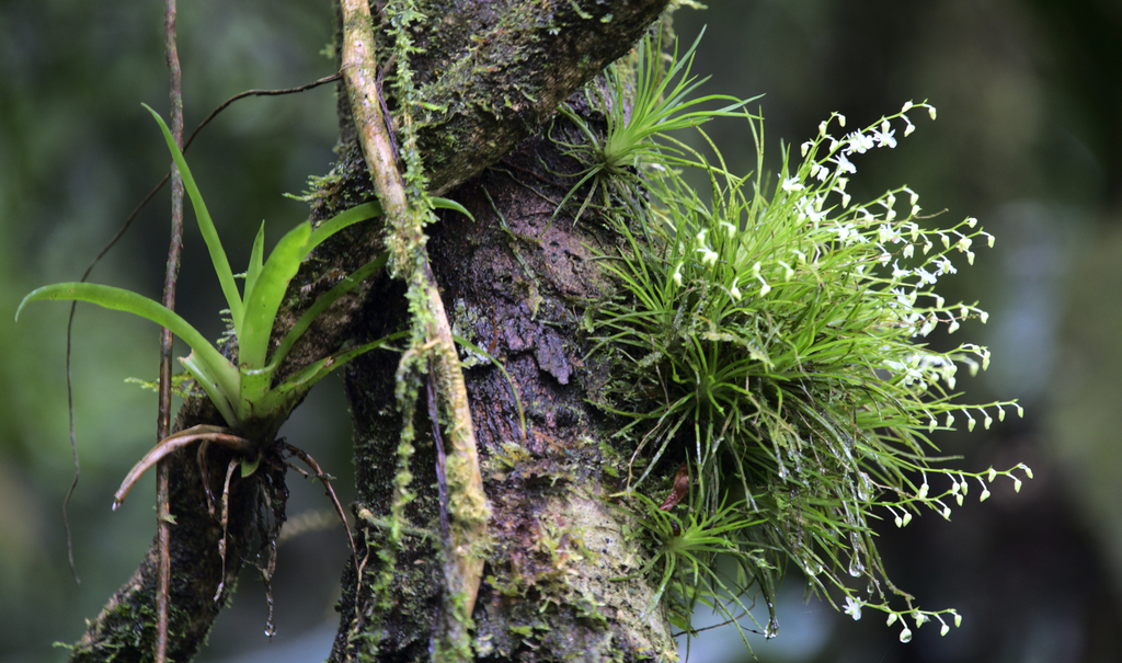 Phymatidium falcifolium