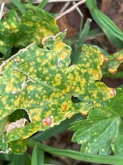Puccinia modiolae
