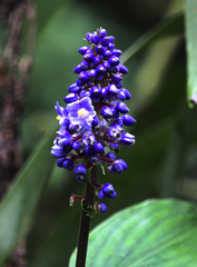 Dichorisandra thyrsiflora