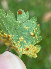 Puccinia modiolae