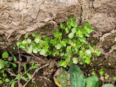 Pilea peploides major