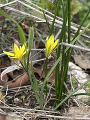 Gagea chlorantha