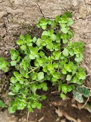 Pilea peploides major