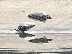 Apalone spinifera guadalupensis