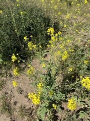 Brassica rapa