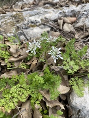 Scandix pecten-veneris