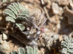 Dalea mollissima