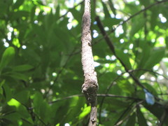 Uroplatus henkeli