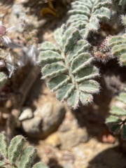 Dalea mollissima