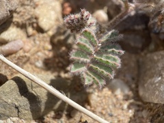Dalea mollissima