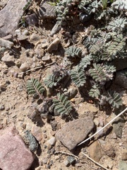 Dalea mollissima