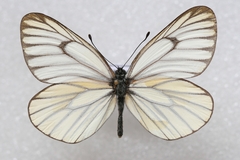 Aporia hippia