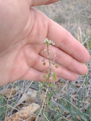 Thysanocarpus curvipes