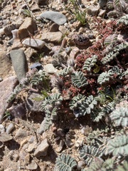 Dalea mollissima