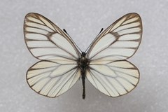 Aporia hippia