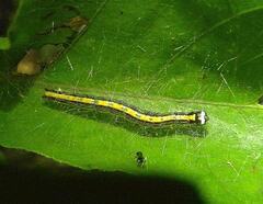 Epipaschia superatalis