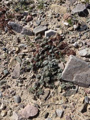 Dalea mollissima
