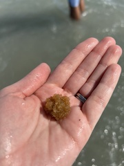 Ecteinascidia turbinata