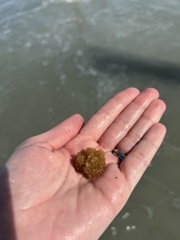 Ecteinascidia turbinata