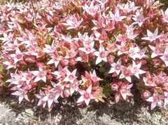 Sedum goldmanii