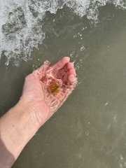 Ecteinascidia turbinata