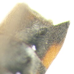 Plesiovelia