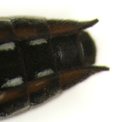 Plesiovelia