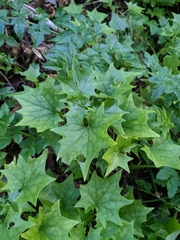 Delairea odorata