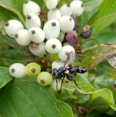 Cylindromyia interrupta