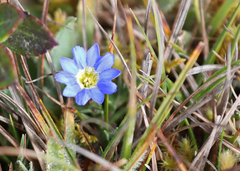 Gentiana sedifolia