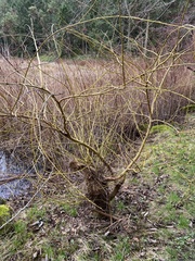 Salix lasiandra