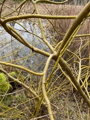 Salix lasiandra