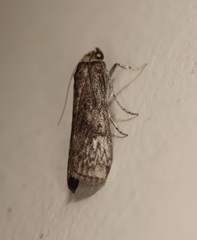 Hypsipyla robusta