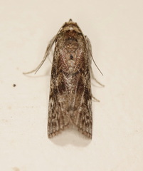 Hypsipyla robusta