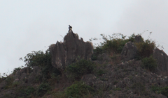 Trachypithecus delacouri